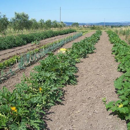 Agriturismo Il Grillo Parlante بيتيجليانو المظهر الخارجي الصورة